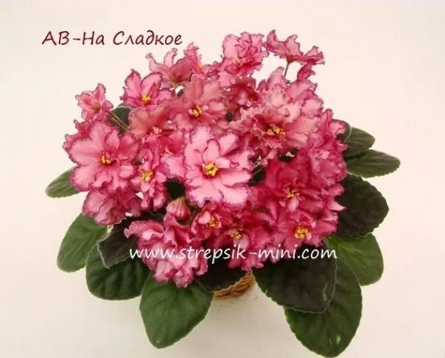 Фиалка АВ-На Сладкое