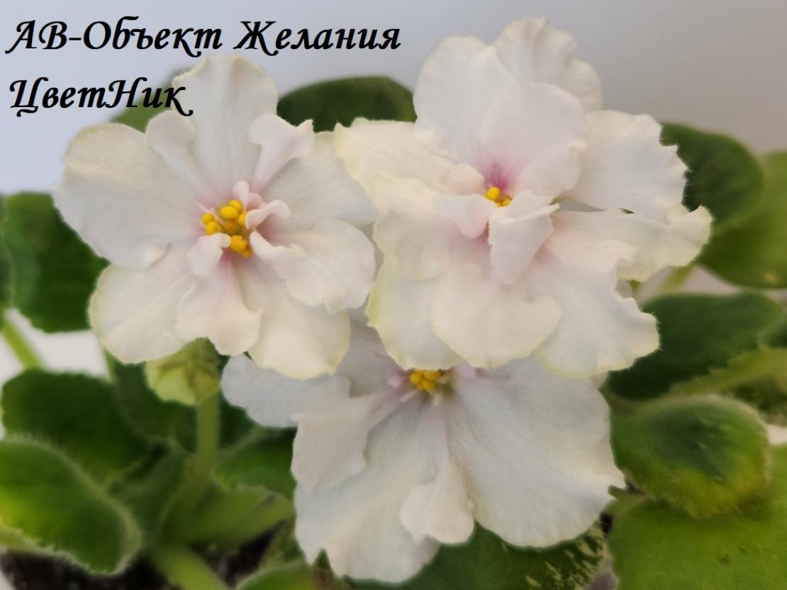 Фиалка АВ-Объект Желания 4