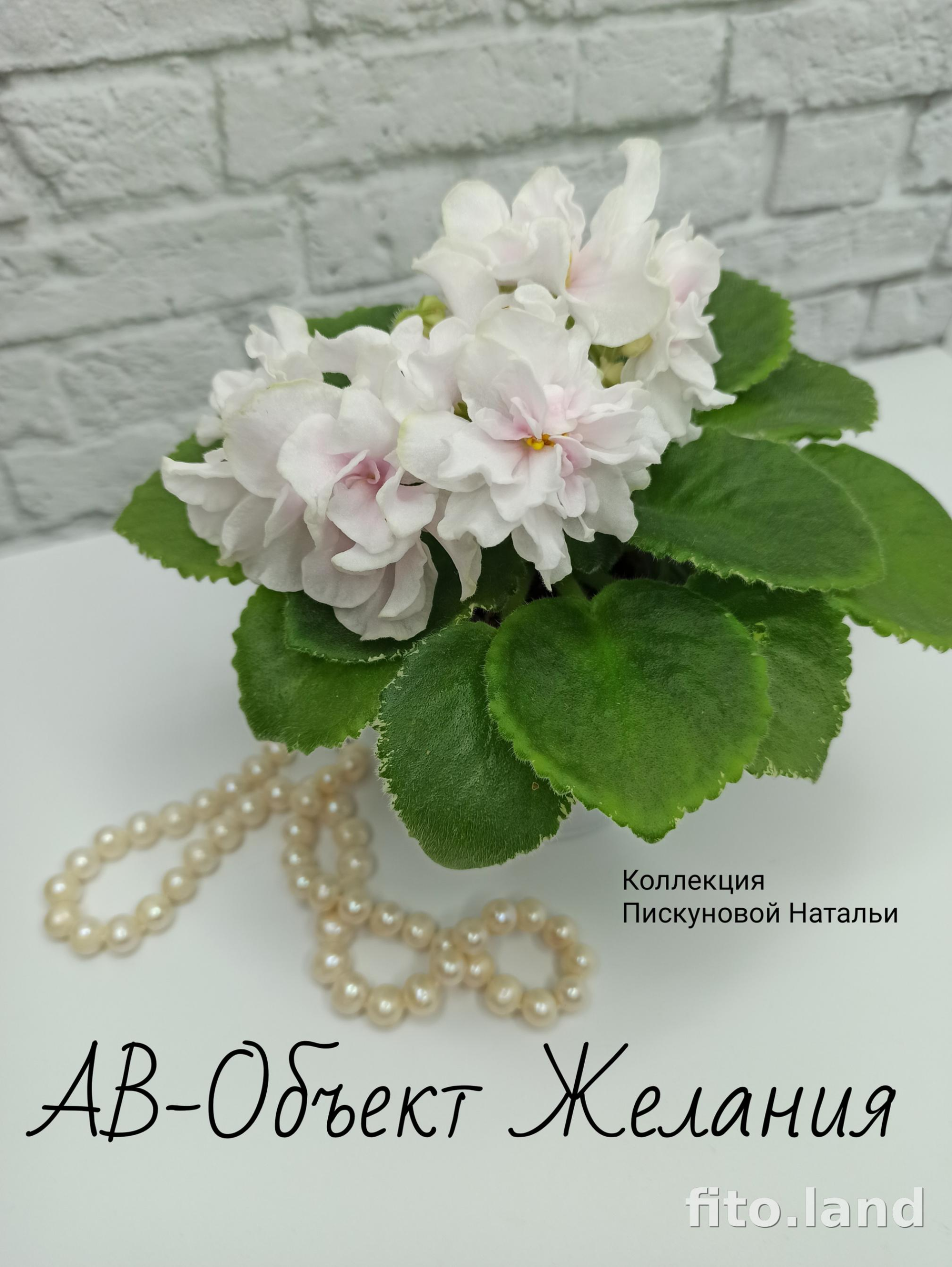Фиалка АВ-Объект Желания 3