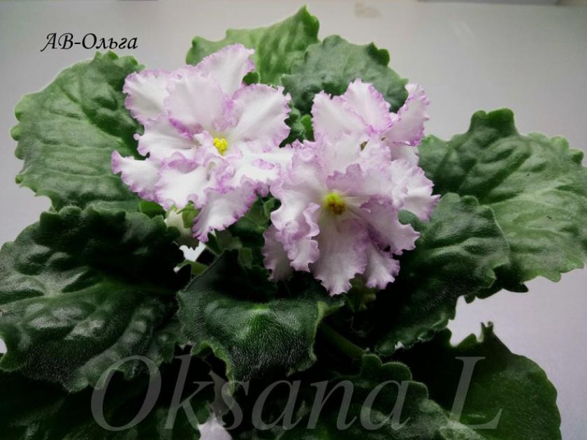 Фиалка АВ-Ольга 4