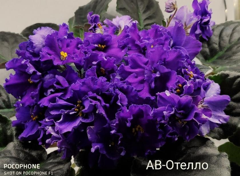 Фиалка АВ-Отелло 3