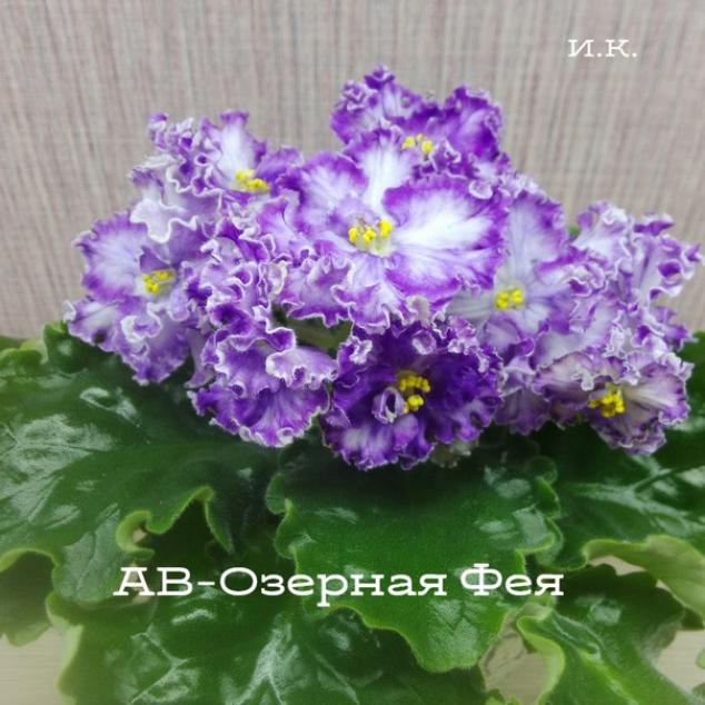 Фиалка АВ-Озерная Фея 3