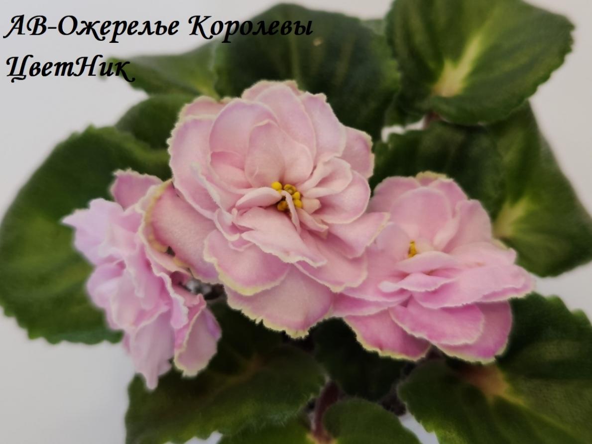 Фиалка АВ-Ожерелье Королевы 2