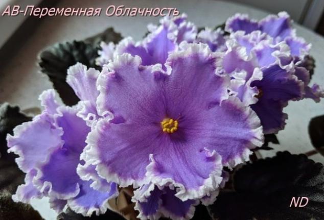 Фиалка АВ-Переменная Облачность 2