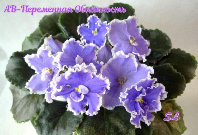 Фиалка АВ-Переменная Облачность 3