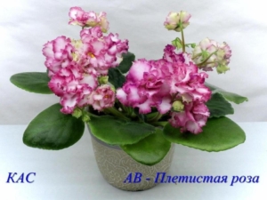 Фиалка АВ-Плетистая Роза