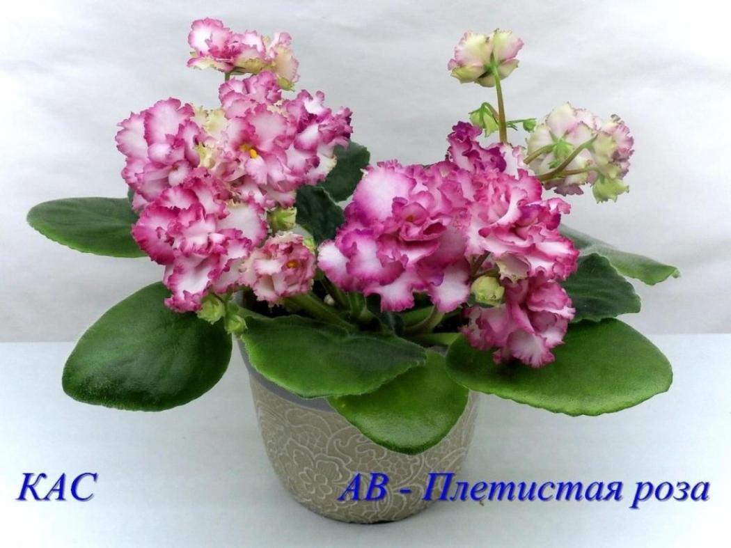 Фиалка АВ-Плетистая Роза