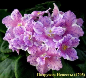 Фиалка АВ-Подружка Невесты