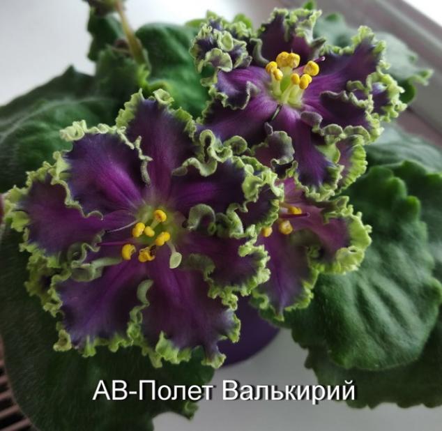 Фиалка АВ-Полет Валькирий 2