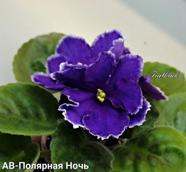 Фиалка АВ-Полярная ночь 3