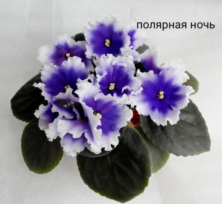 Фиалка АВ-Полярная ночь 4