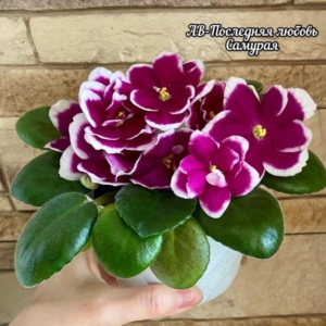Фиалка АВ-Последняя Любовь Самурая