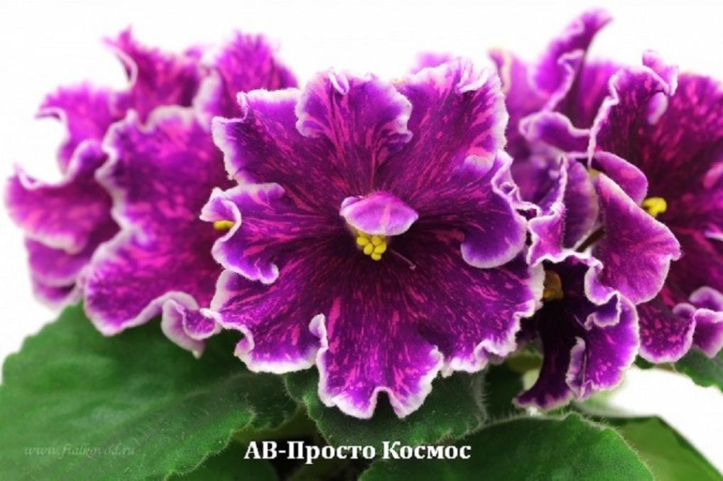 Фиалка АВ-Просто Космос 2
