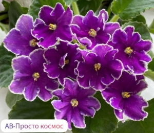 Фиалка АВ-Просто Космос
