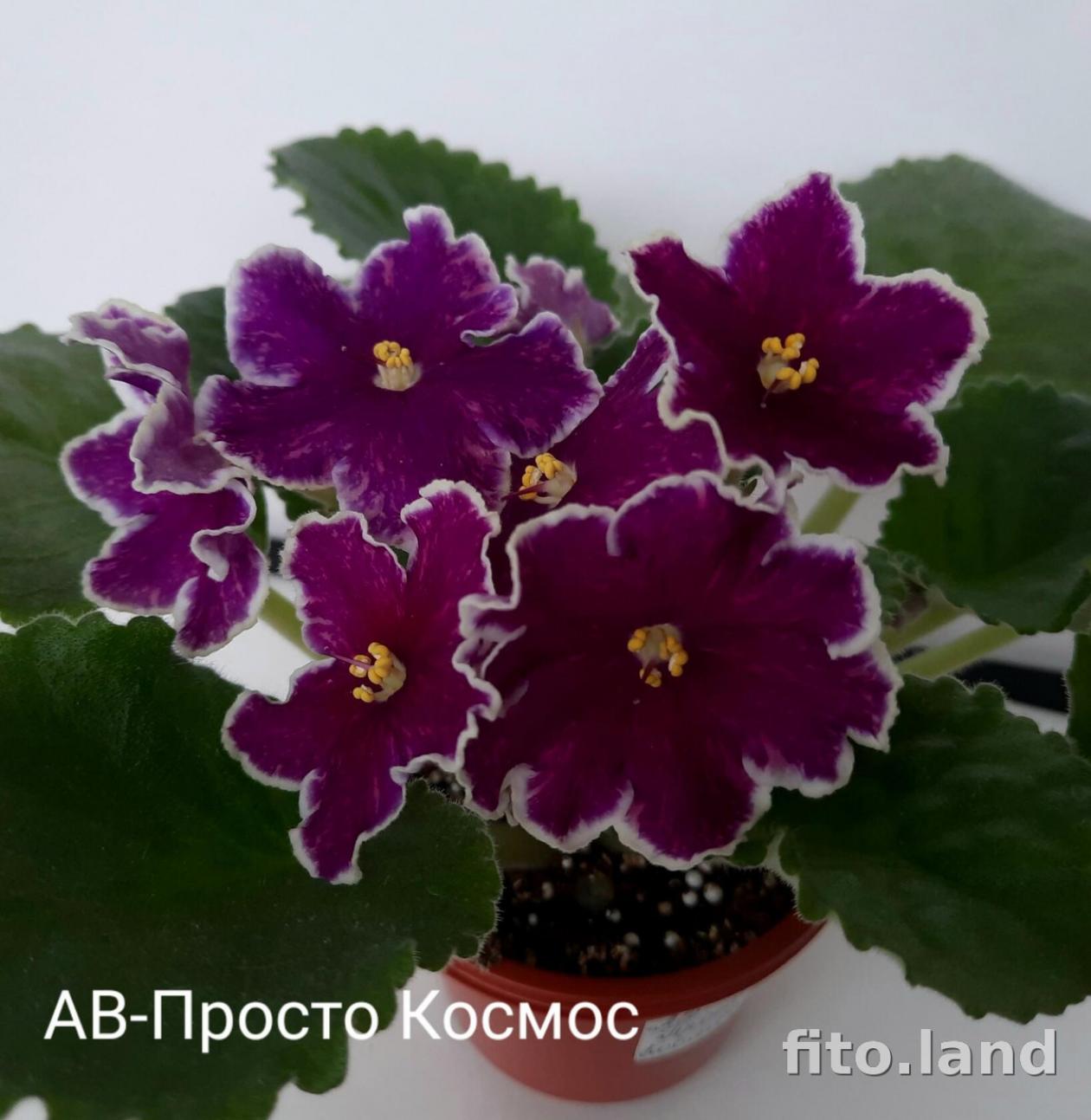 Фиалка АВ-Просто Космос 6