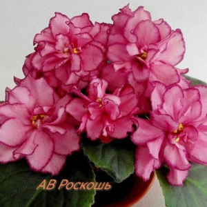 Фиалка АВ-Роскошь