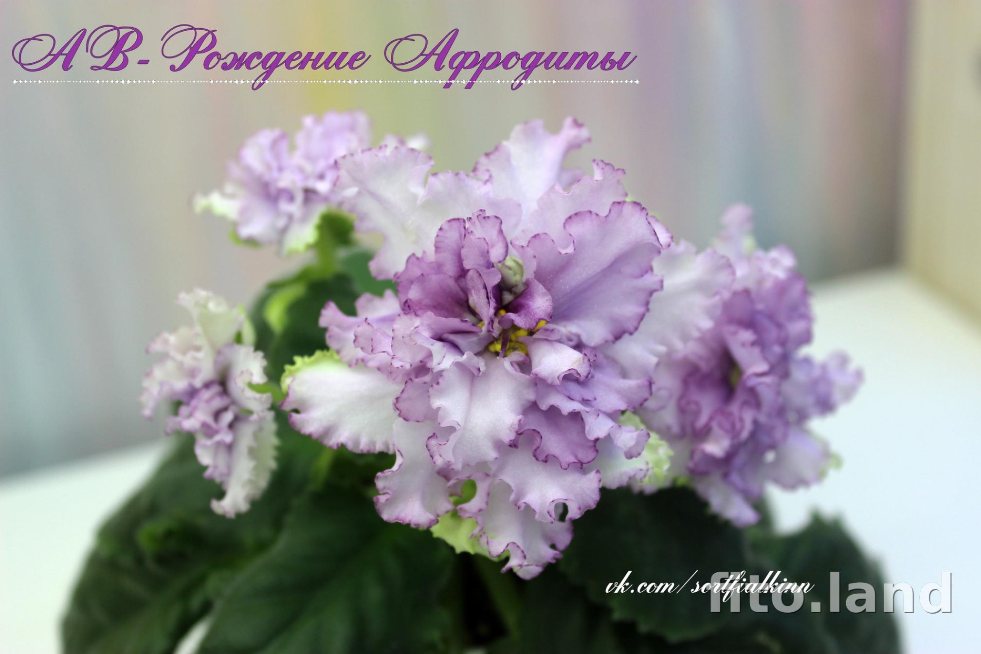 Фиалка АВ-Рождение Афродиты 2