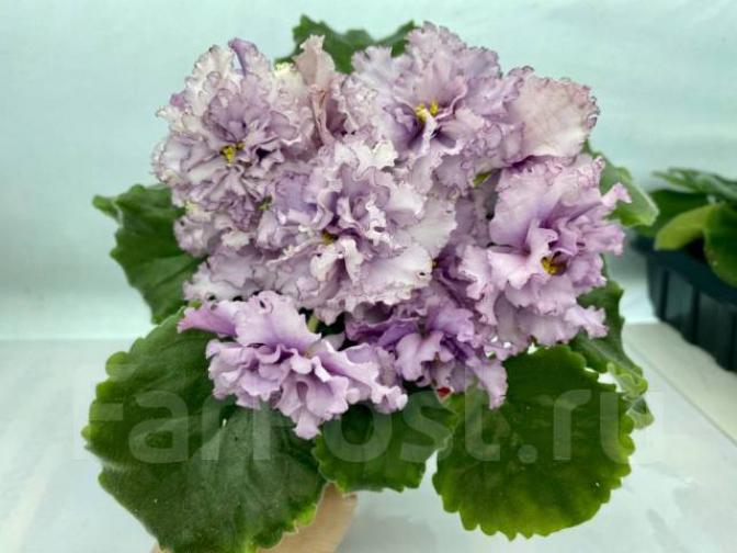 Фиалка АВ-Рождение Афродиты 3