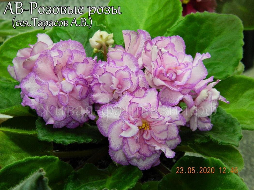 Фиалка АВ-Розовые розы 2