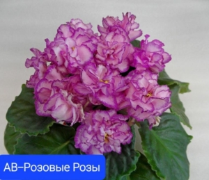 Фиалка АВ-Розовые розы