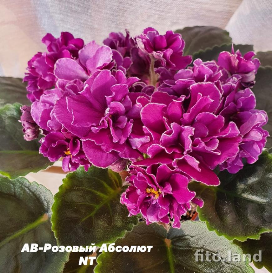 Фиалка АВ-Розовый Абсолют 3