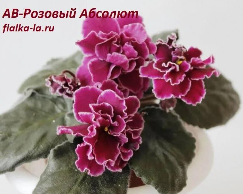 Фиалка АВ-Розовый Абсолют 5