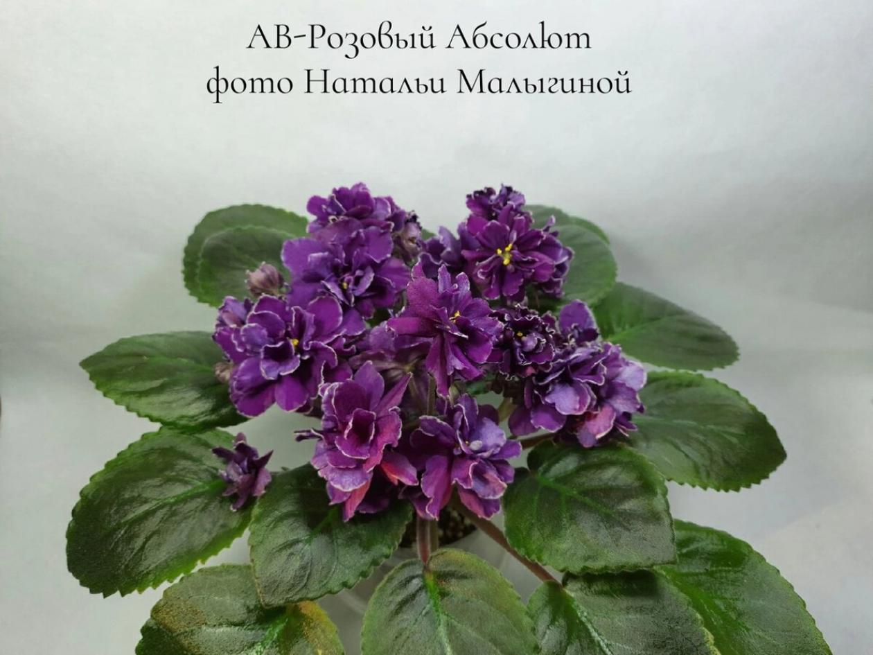 Фиалка АВ-Розовый Абсолют 2