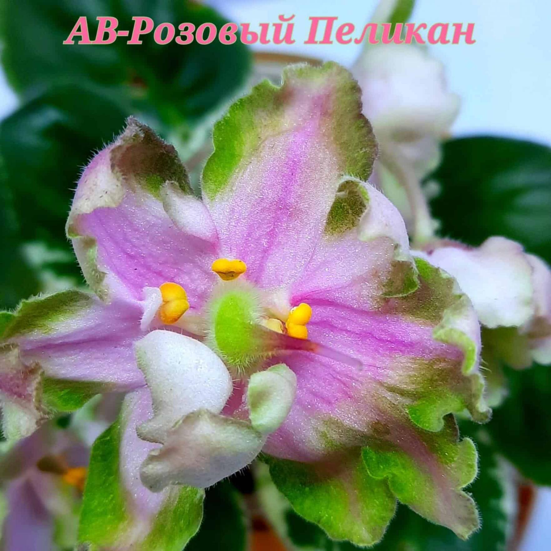 Фиалка АВ-Розовый Пеликан 2