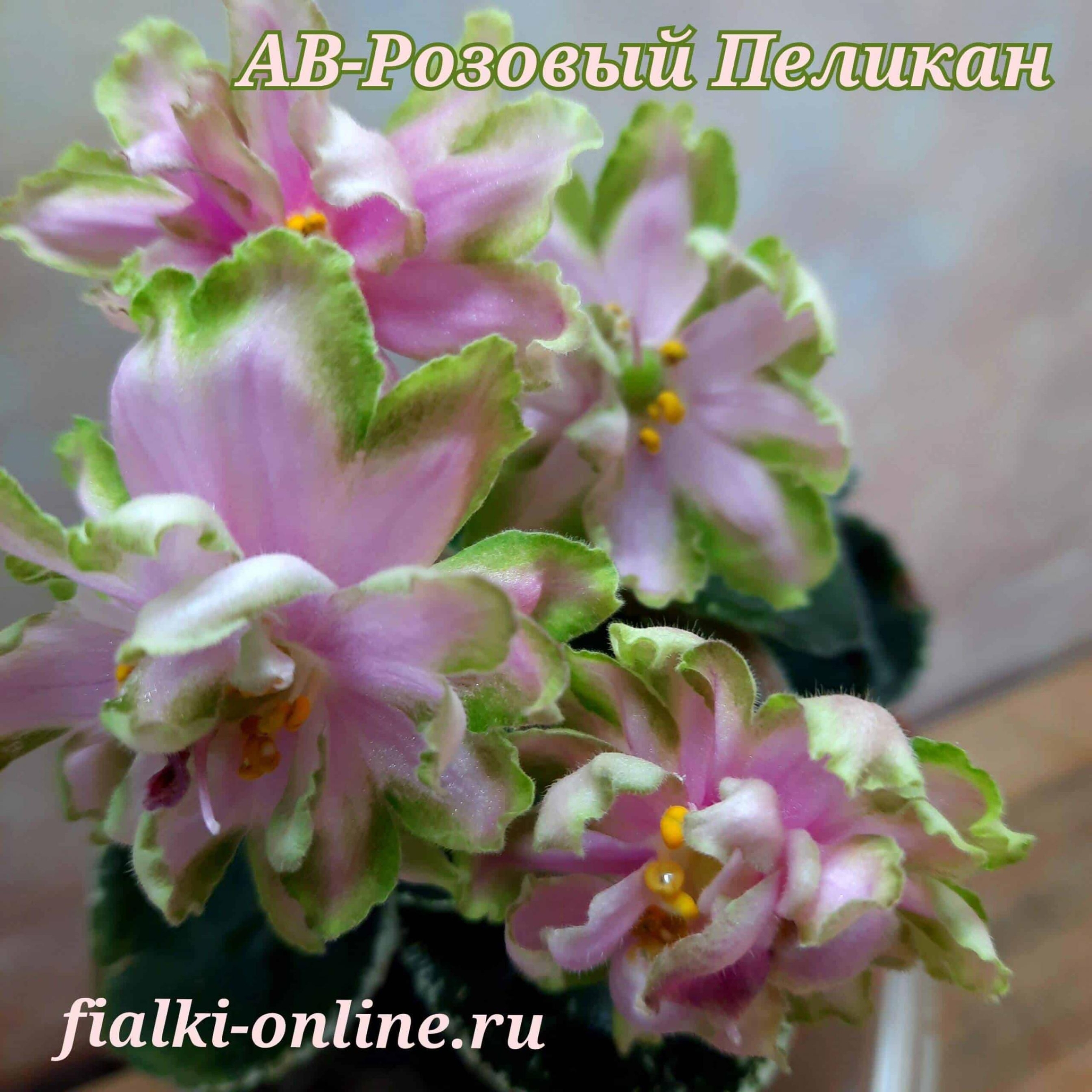 Фиалка АВ-Розовый Пеликан 3