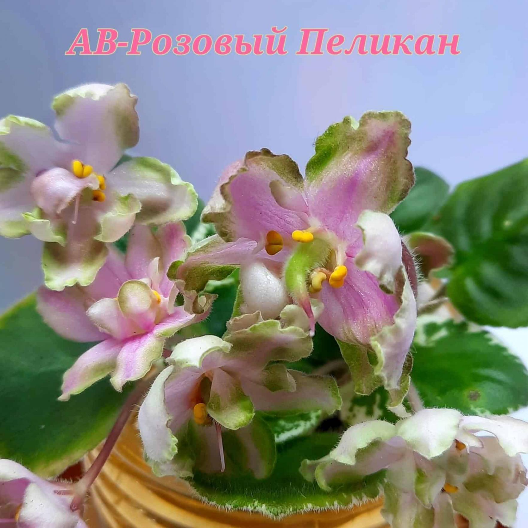 Фиалка АВ-Розовый Пеликан 4
