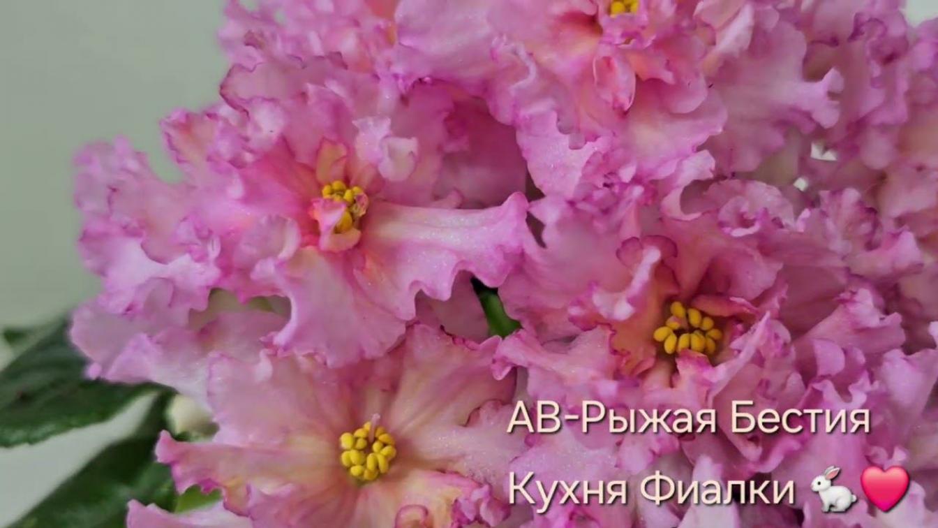 Фиалка АВ-Рыжая Бестия 2