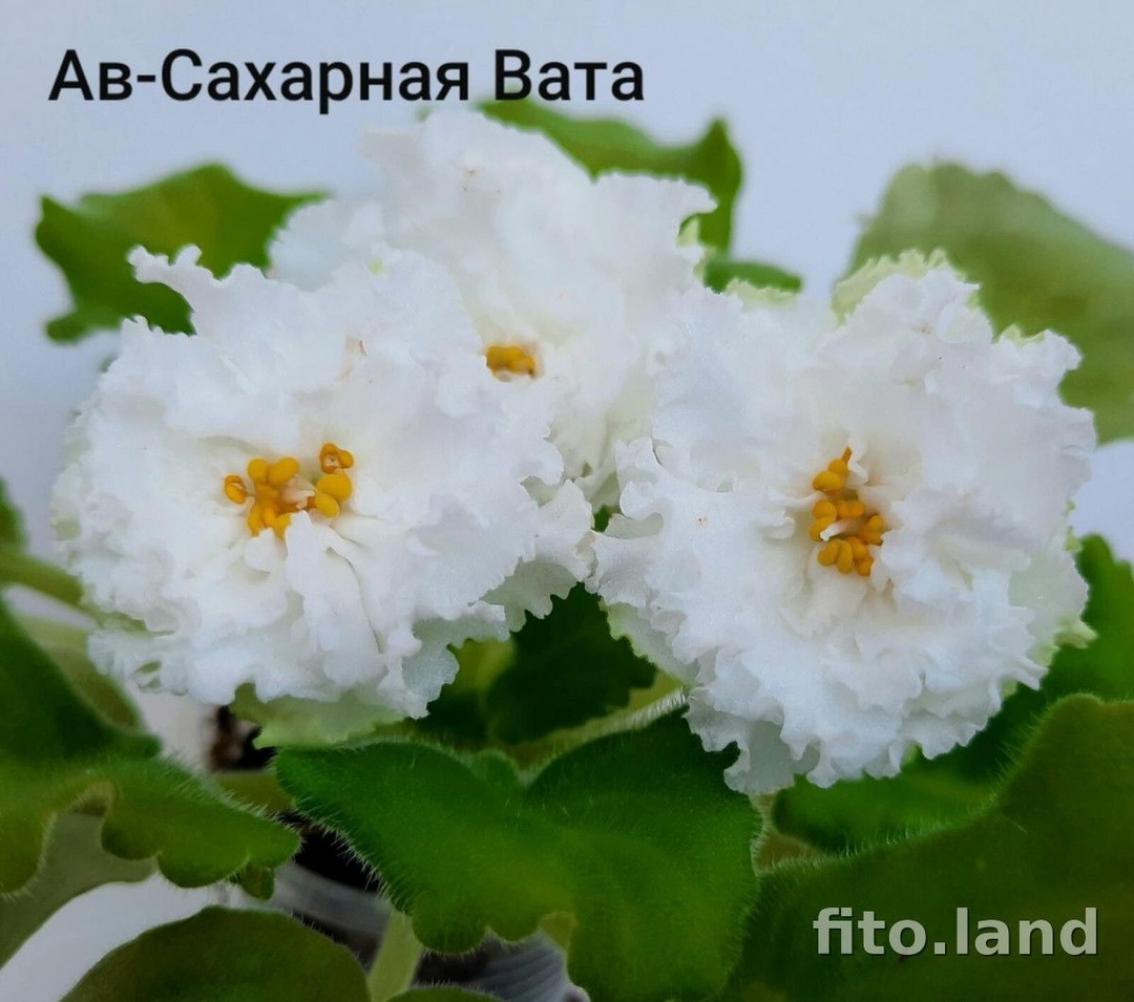 Фиалка АВ-Сахарная Вата 3