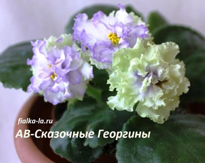 Фиалка АВ-Сказочные георгины 2