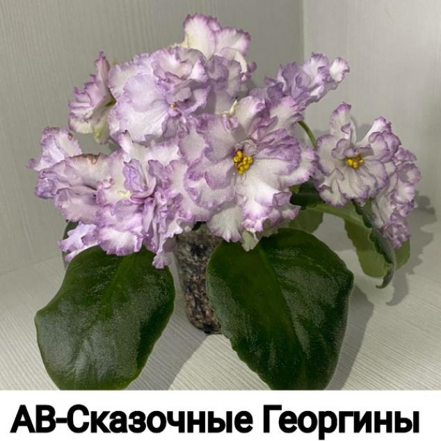 Фиалка АВ-Сказочные георгины 4