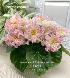 Фиалка АВ-Солнышко