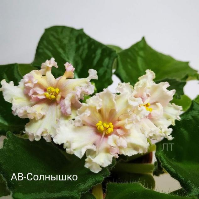 Фиалка АВ-Солнышко 4