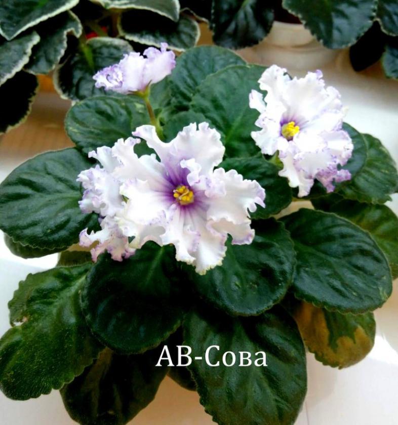 Фиалка АВ-Сова 5