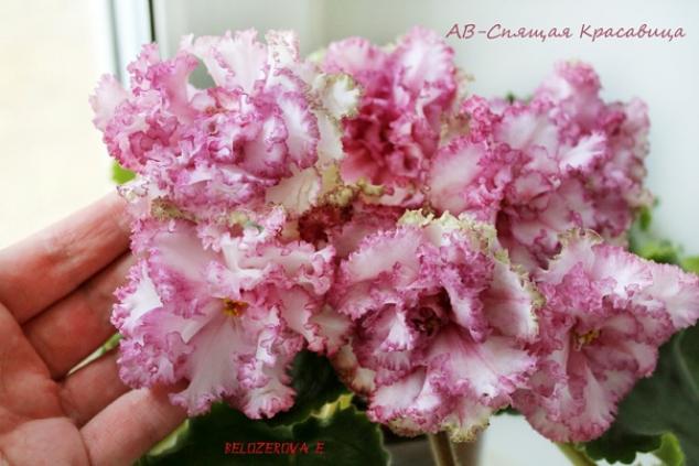 Фиалка АВ-Спящая Красавица 2