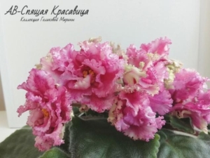Фиалка АВ-Спящая Красавица