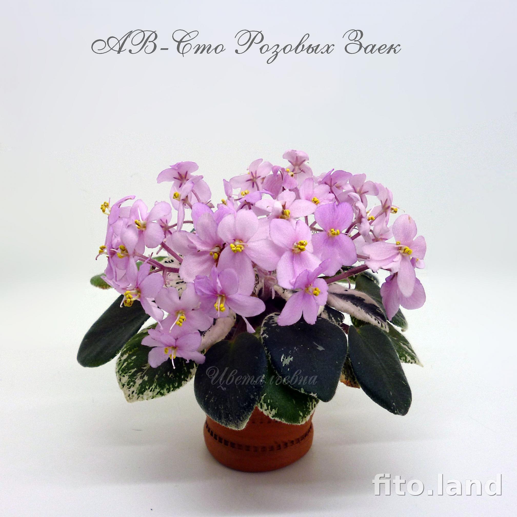 Фиалка АВ-Сто Розовых Заек 4