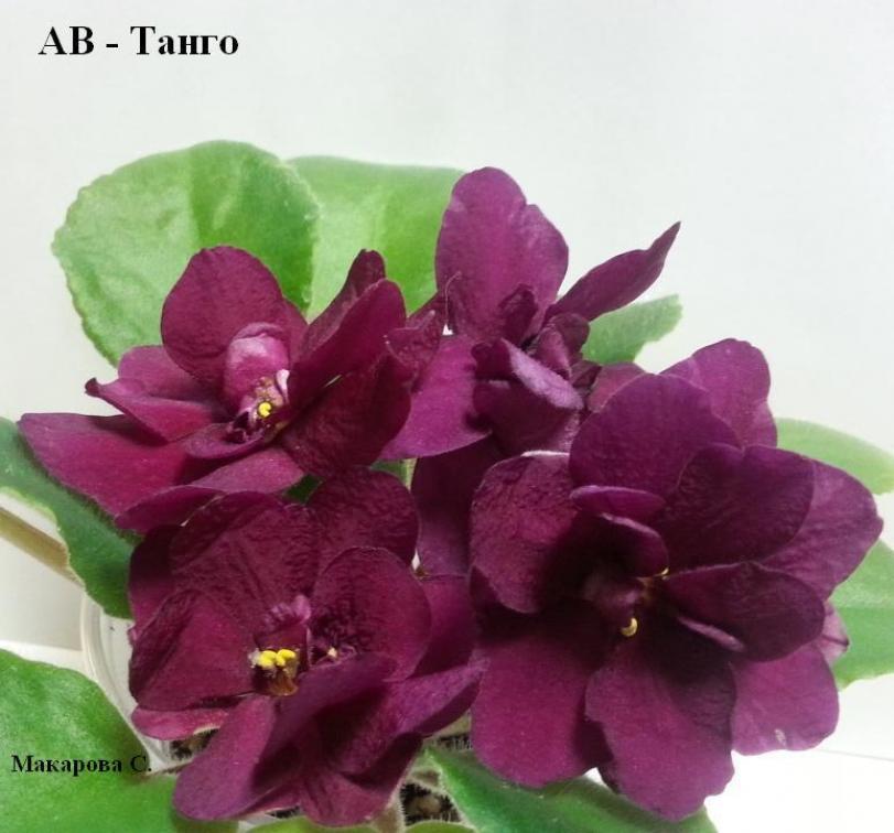 Фиалка АВ-Танго 6