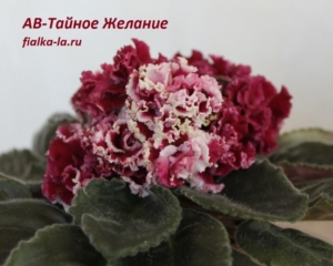 Фиалка АВ-Тайное Желание