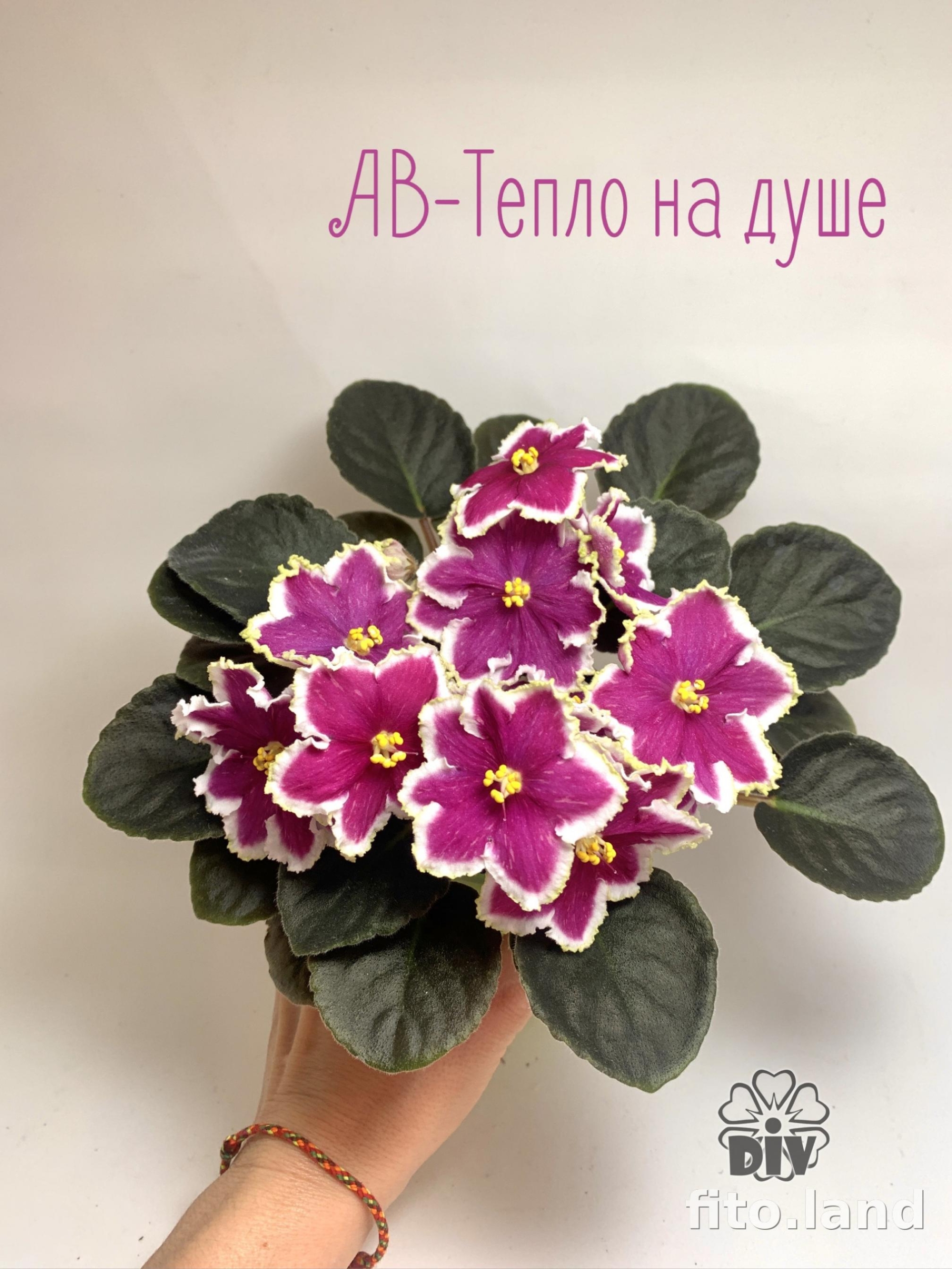 Фиалка АВ-Тепло на Душе 3