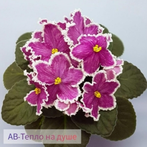 Фиалка АВ-Тепло на Душе