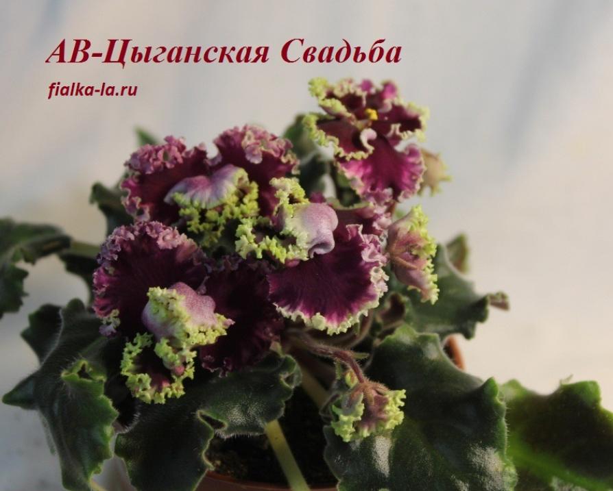 Фиалка АВ-Цыганская свадьба 3