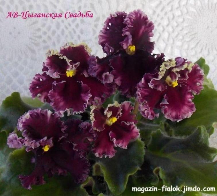 Фиалка АВ-Цыганская свадьба 4