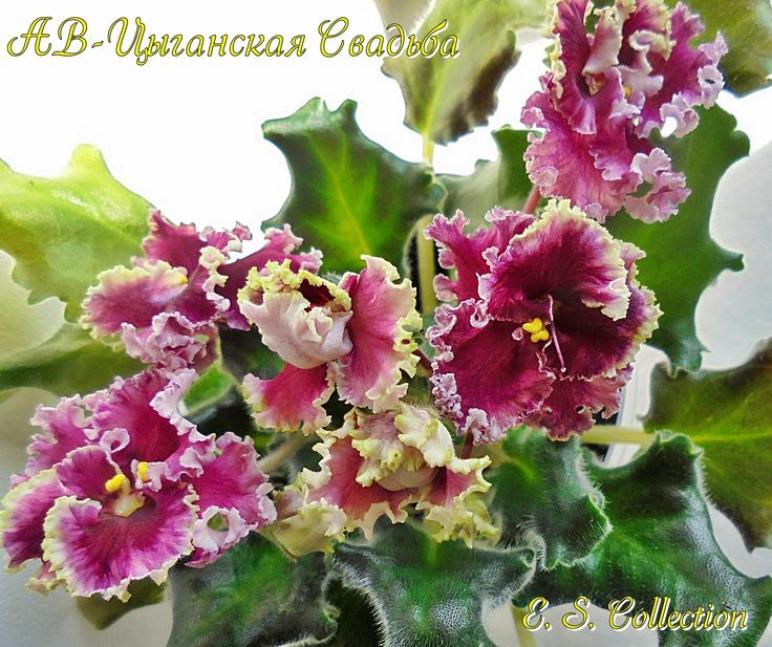 Фиалка АВ-Цыганская свадьба 5