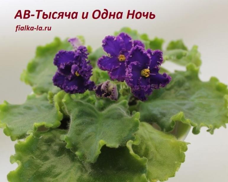 Фиалка АВ-Тысяча и Одна Ночь 3