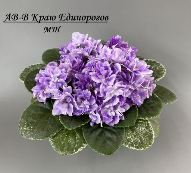 Фиалка АВ-В Краю Единорогов 3