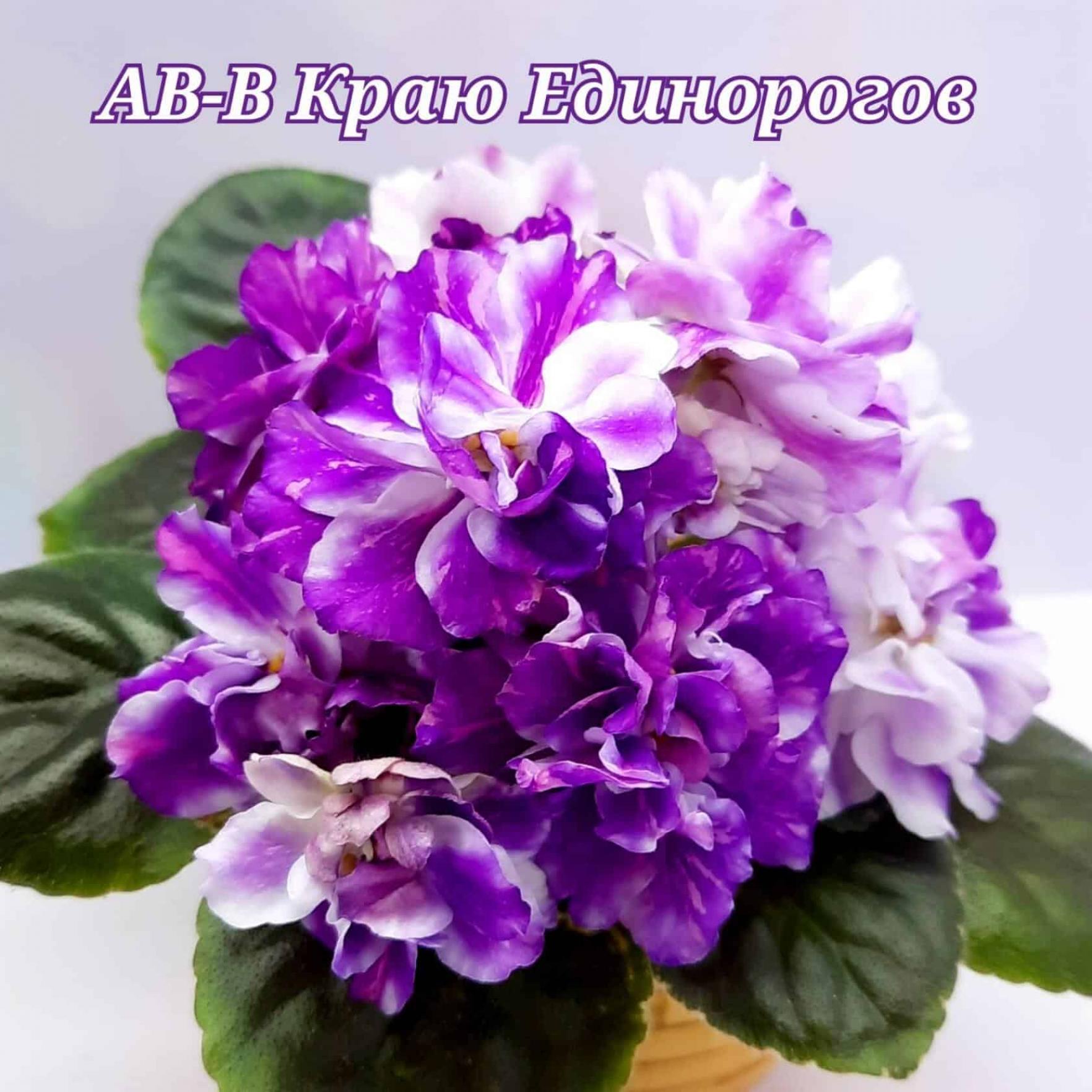 Фиалка АВ-В Краю Единорогов 5
